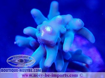 https://www.boutique-nosybe.com/6925-thickbox_default/acropora-echinata-wysiwyg-28102023-33.jpg